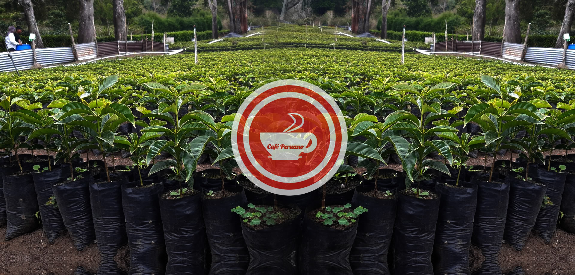 Producción de Café orgánico en el Perú