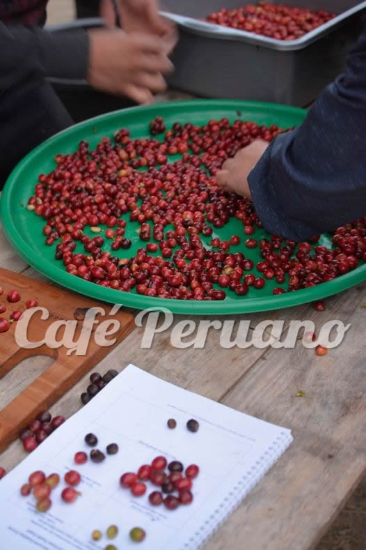 Café  Peruano Separando café