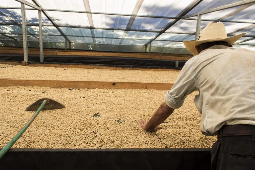 Secado de Café Pergamino