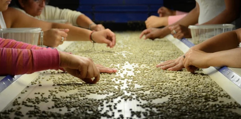 Clasificación y Selección de Café
