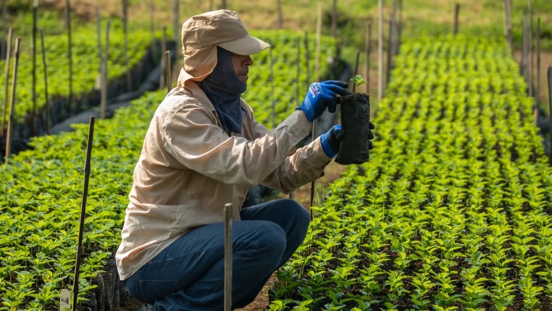 Asesoría en Cultivo y Procesos de Beneficiado de Café
