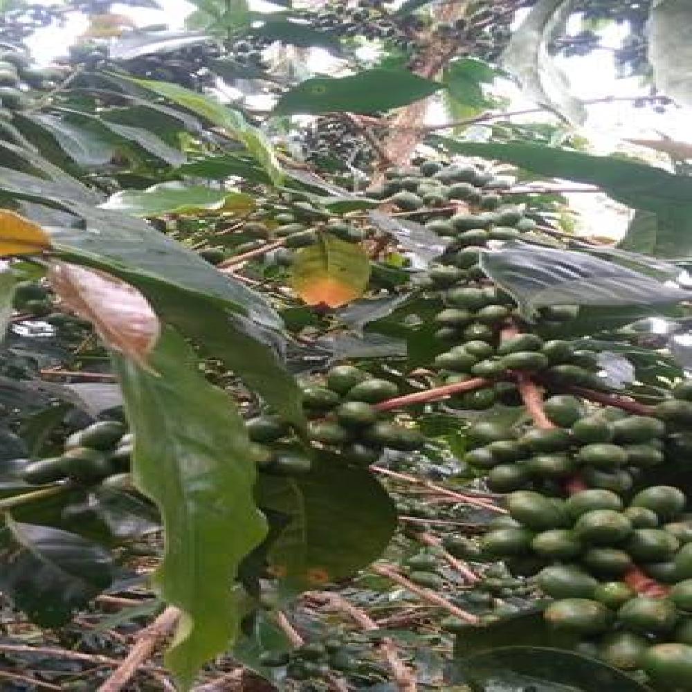 Café Verde Orgánico de Tingo Maria DCAFMT 46kg