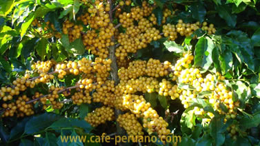 Variedad de  café peruano