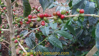 Variedad de  café peruano