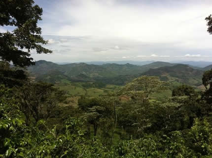 altura cafe peruano