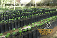 bolsa semillero café peruano