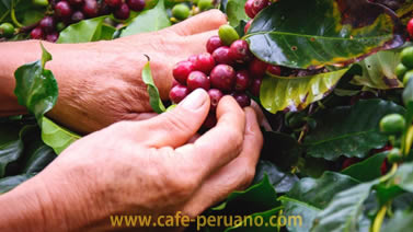 Control Cultural café peruano