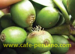 La Enfermedad del Ojo de Gallo en el Café