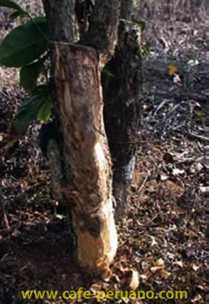 Enfermedades del Café