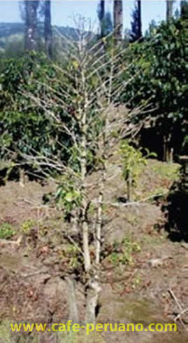 Enfermedades del Café