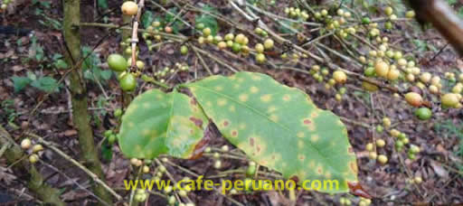 La Roya en el Café Peruano