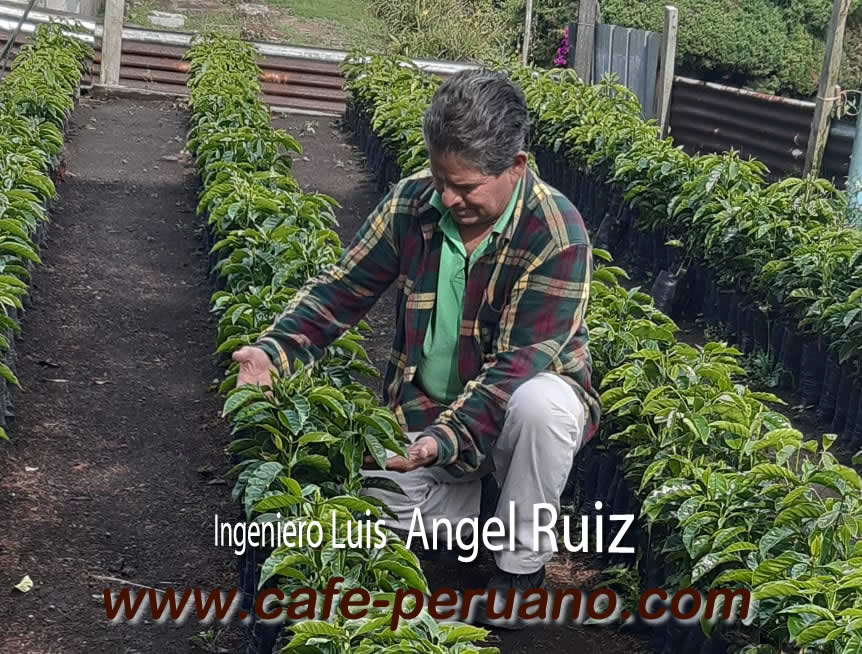 caficultor de cafe peruano