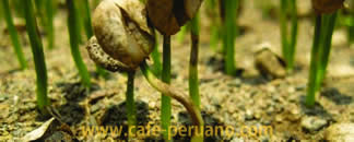 mal del talluelo café peruano