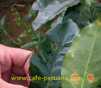 La Roya en el Café Peruano