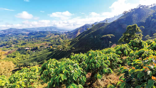 Temperatura café peruano