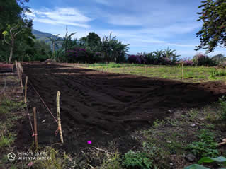 Terreno Elegido café peruano