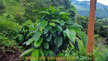 Variedad de café peruano