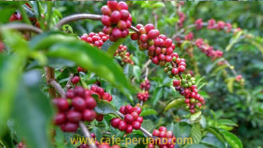 Variedad de  café peruano